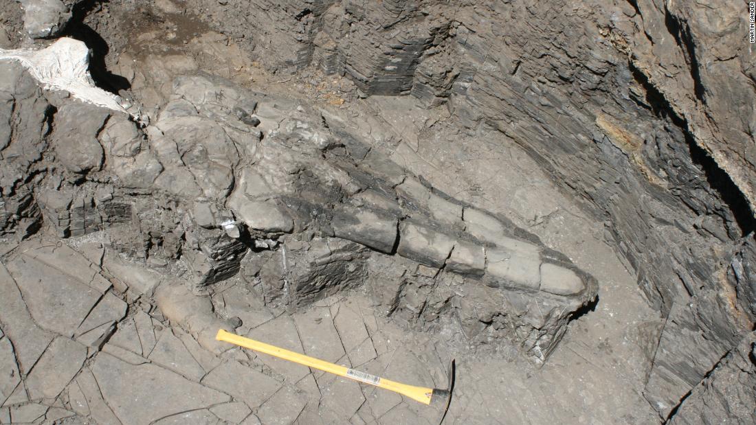 Giant marine reptile skull discovery reveals new evolutionary theories