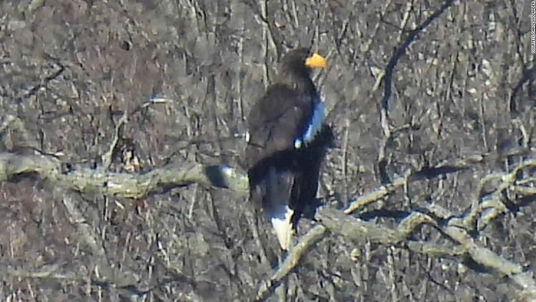 Rare sea eagle from Asia spotted thousands of miles from home in Massachusetts