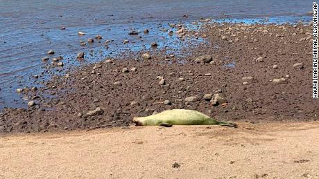 An endangered Hawaiian monk seal is shown on a beach on the island of Molokai, Hawaii. Federal officials said Tuesday, Dec. 21, 2021, that the seal was intentionally killed with a gun in September. 