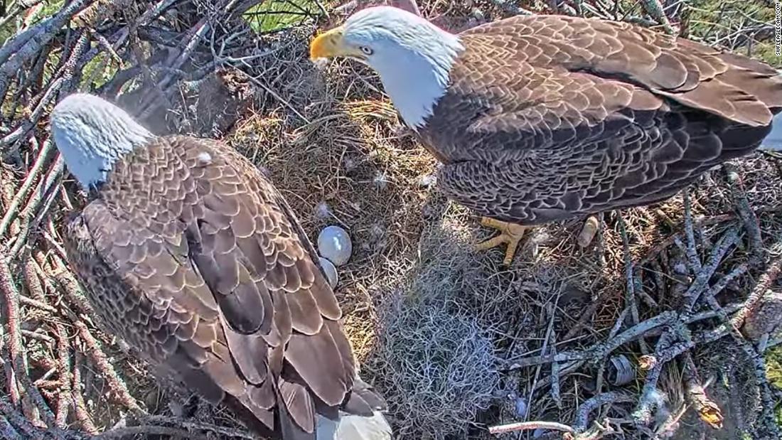 A pair of Florida bald eagle eggs are expected to hatch soon
