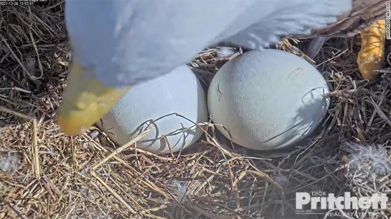 A pair of Florida bald eagle eggs are expected to hatch soon