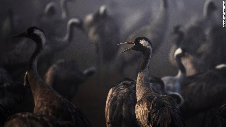 Thousands of cranes killed by bird flu in ‘worst blow to wildlife’ in Israel’s history