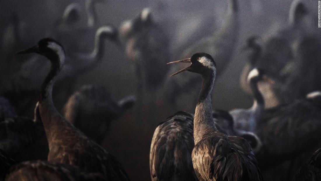 Thousands of cranes killed by bird flu in Israel