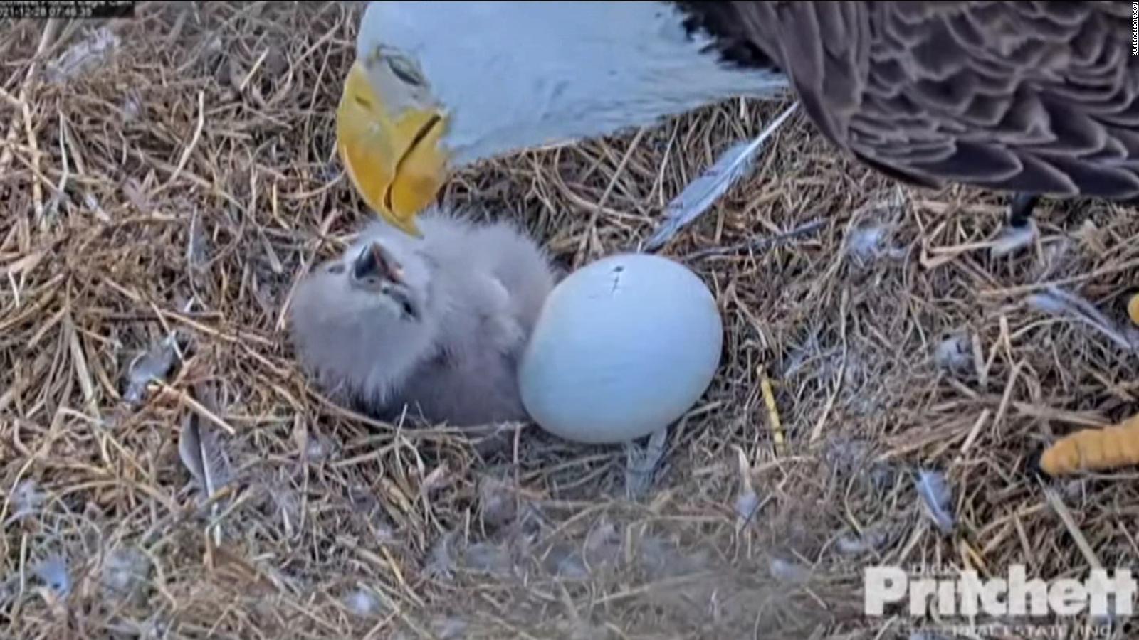 Heartwarming video shows bald eagle hatching from its egg CNN Video