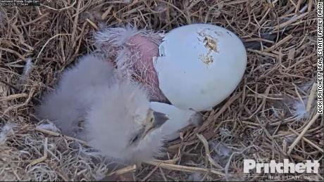 The second bald eagle has hatched in Florida. 