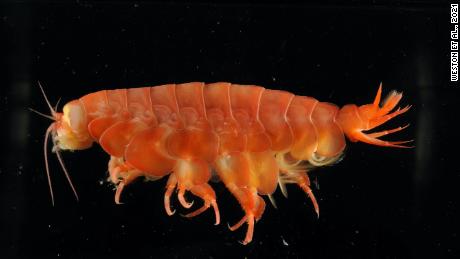 A crustacean-related crustacean Eurydinus atocamensis has been discovered in the Atacama Trench off the coast of Peru and Chile. 