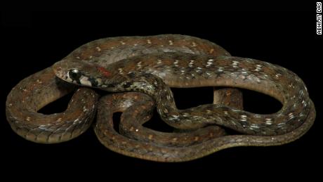 Rhabdophis bindi is a new species of snake from India and Bangladesh that lives in tropical evergreen forests. 