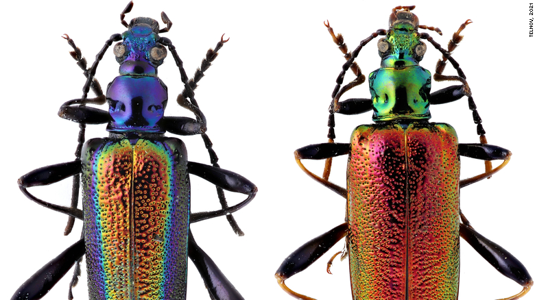 More than 500 new species, including colorful beetles and a ‘hell heron,’ discovered in 2021