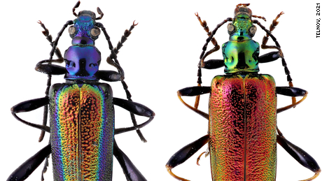 This image depicts beautiful metallic beetles, with the male (left) and female (right) side by side, discovered in India. 