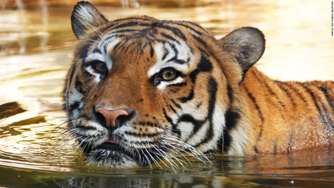 Matan a un tigre tras morder a un trabajador en un zoológico - CNN Video