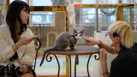 Customers play with a cat at the Eden Meerkat Friends animal cafe in Seoul on March 31, 2020. 