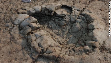 200 million-year-old dinosaur footprints found on Wales beach, researchers say