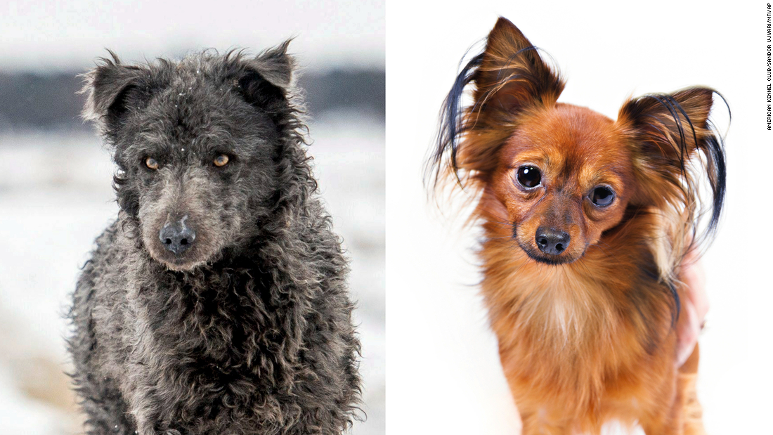 Meet up with the new dog breeds formally identified by the American Kennel Club