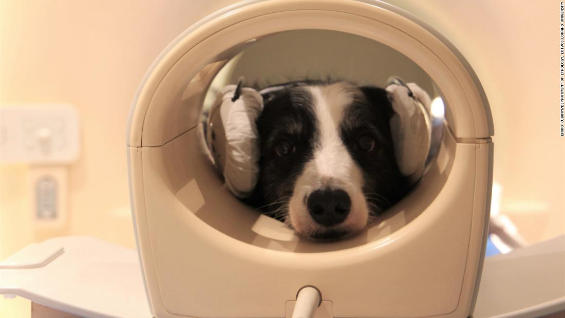 why would a dog need an mri