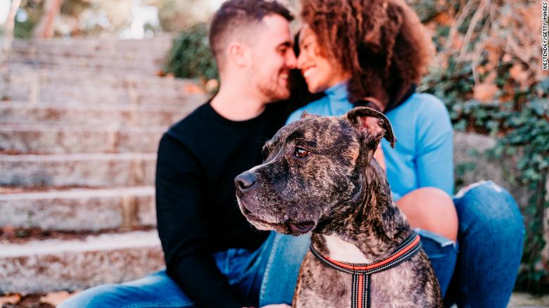 Pets’ welfare will be considered in divorce battles in Spain