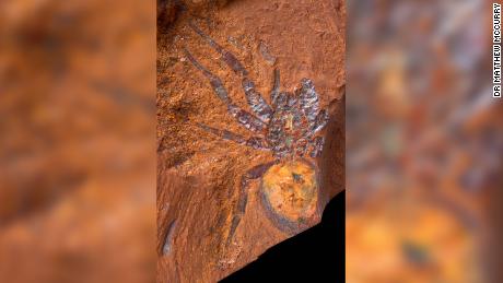 This is a fossilized mygalomorph spider found at McGraths Flat, a newly discovered fossil site in New South Wales, Australia. 