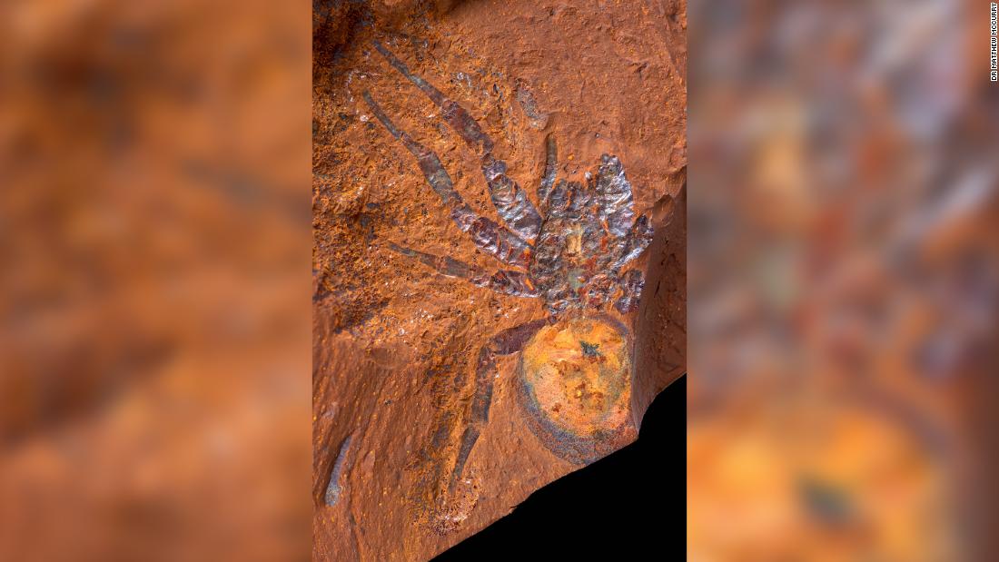 Striking fossils of spiders insects and fish tell the story of Australia’s origins – CNN