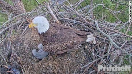 Two bald eagle eggs have hatched in Florida, part of a huge success story. Here&#39;s what conservationists say we can learn from it