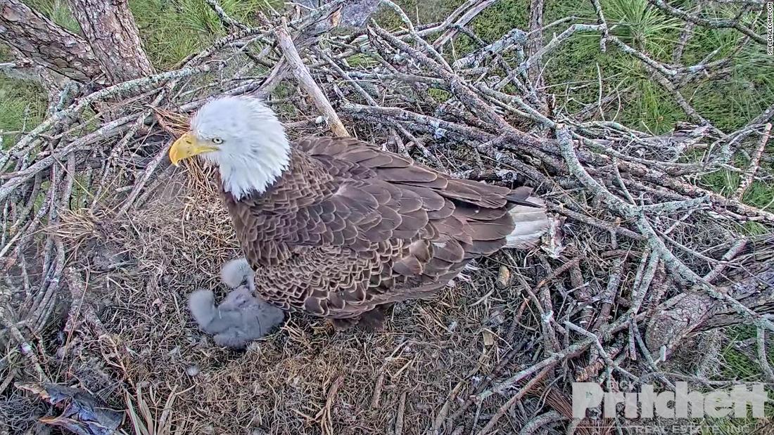 Two bald eagle eggs have hatched in Florida, part of a huge success story. Here's what conservationists say we can learn from it