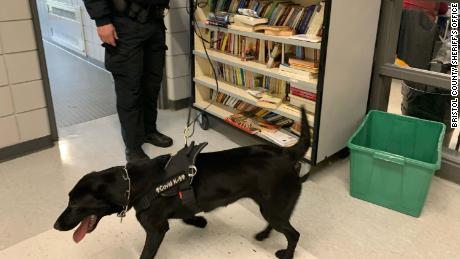 Covid detection dogs are used in Massachusetts schools.