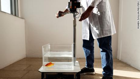 Bir araştırmacı, akvaryum balığı tarafından desteklenen balıkla çalışan bir aracı onarır.