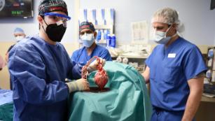 Why this modified pig heart transplant is a huge deal