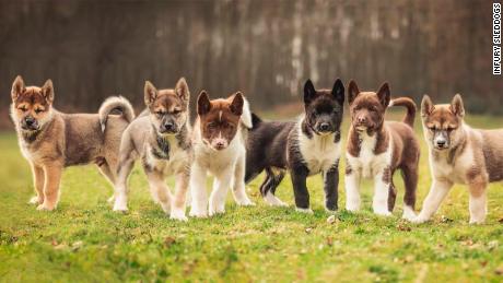 Infury&#39;s litter of Greenland dogs, born February 2021.