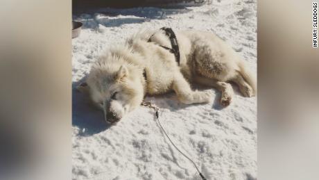 Invidia, a Canadian Eskimo dog, relaxes in the snow.