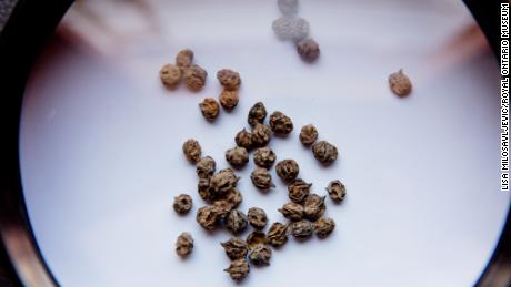 These molle drupes were used to make an alcoholic beverage similar to beer called chicha.