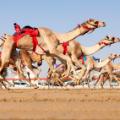 camel racing robot jockey  al-Marmoom