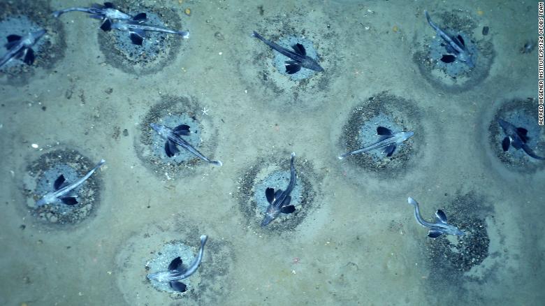 The nests were evenly spaced and typically guarded by one adult icefish. 