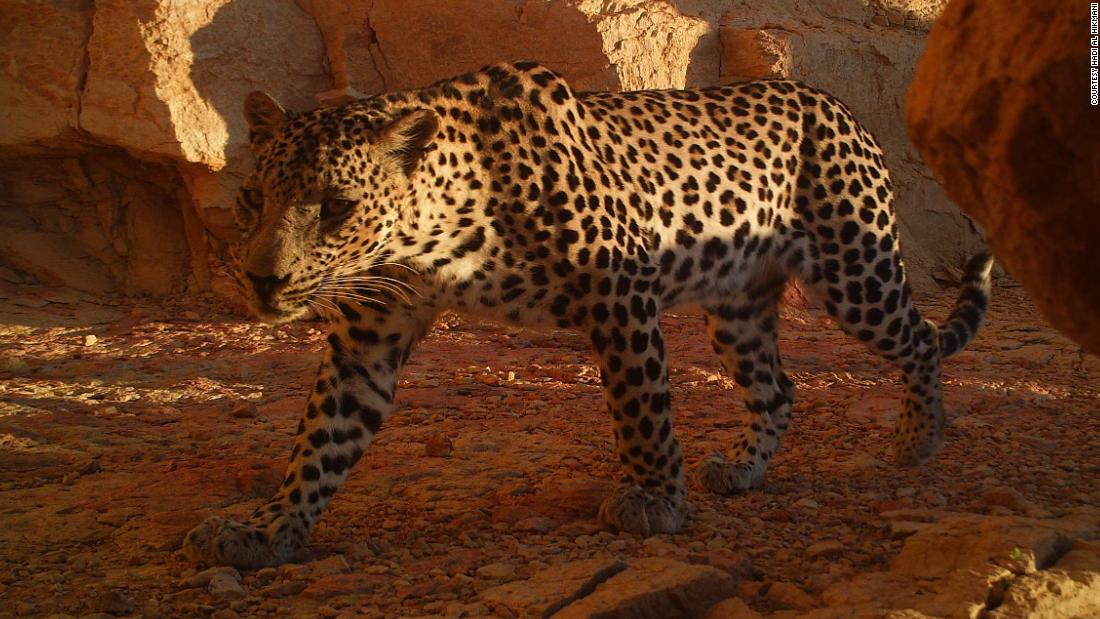 The world's smallest leopard is clinging to life in the mountains of Oman