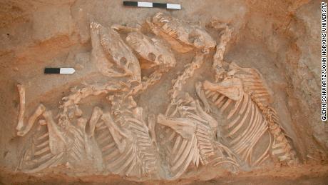 Esqueletos de conga enterrados em Umm Marra, na Síria. 