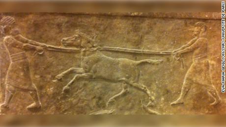 645-635 قبل الميلاد (المتحف البريطاني ، لندن) فريق يعرض الحمير البرية التي يصطادها شخصان.  © Eva-Maria Geigl / IJM / CNRS-Université de Paris