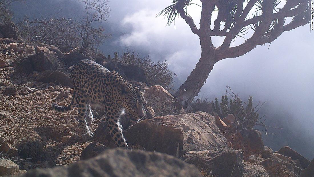 Al Hikmani says policy and education programs have changed local opinions towards the Arabian leopard. Historically, the animal was killed by pastoralists for preying on livestock. Today, a compensation program is in place to prevent retribution killings. 