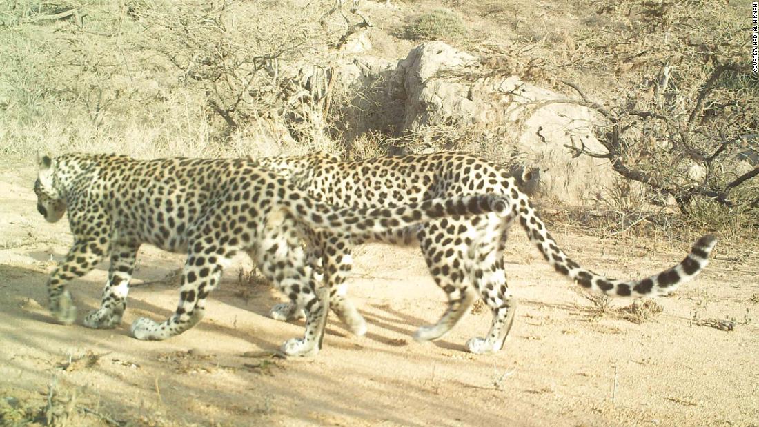 A pair of Arabian leopards photographed in Jabal Samhan. Oman has a known breeding population, but data in other countries is limited. In Saudi Arabia and Israel, for example, the Arabian leopard has not been seen in the wild for some years.