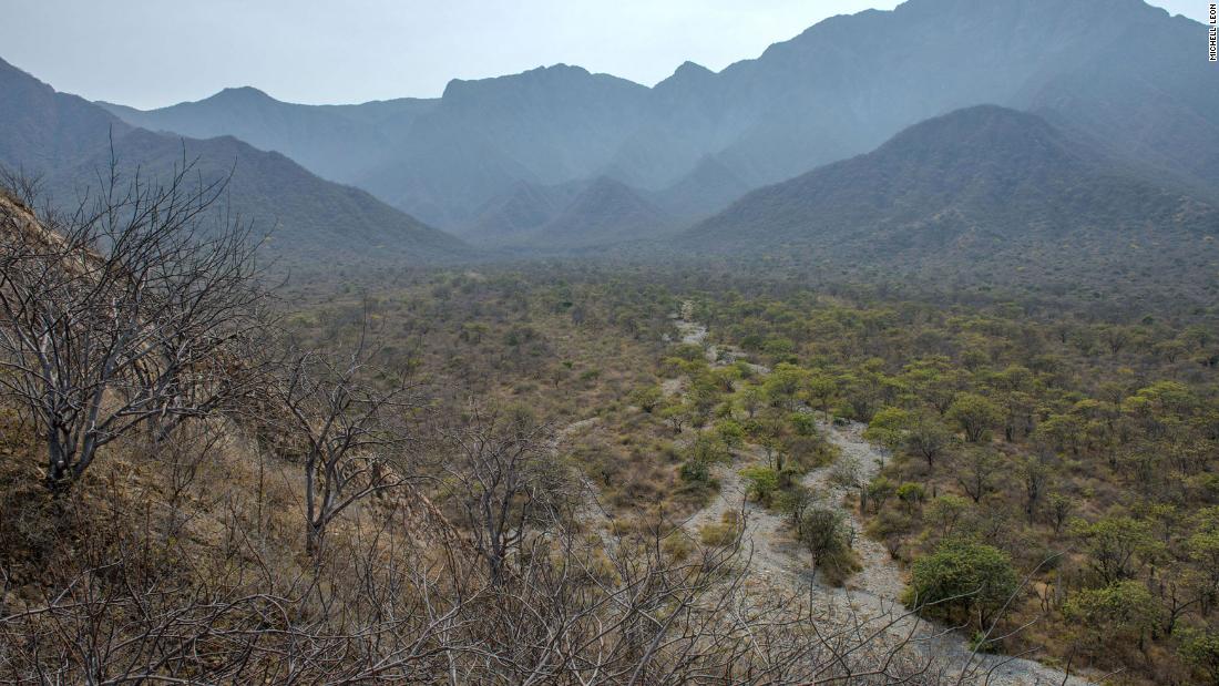 The dry forests where some bear populations are found, such as in Peru (pictured) and other regions, are critically endangered. The open and arid landscape is becoming increasingly fragmented and is vulnerable to extreme weather events such as drought or flooding. &lt;em&gt;Credit: Michell Leon&lt;/em&gt;