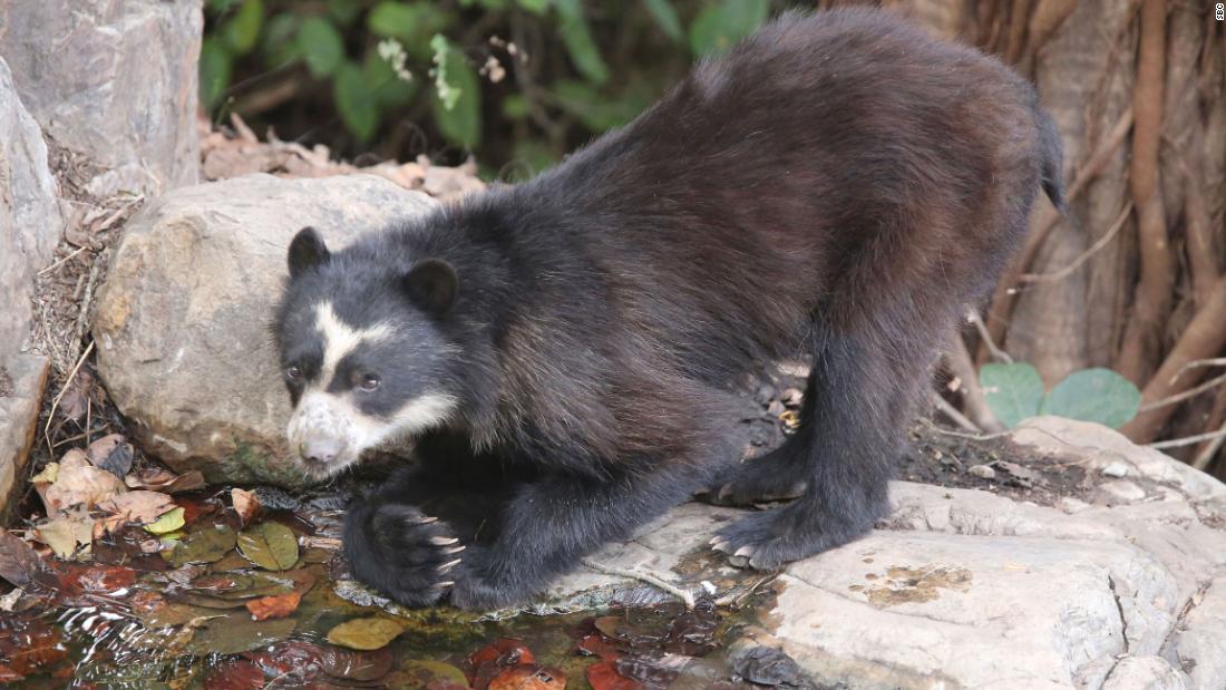 Typically timid and elusive mammals, little is known about the species. But there are efforts to discover more about the creatures and protect them. The Spectacled Bear Conservation Society (SBC) based in Peru is working to create and maintain protected areas of pristine habitat through the bears&#39; range.&lt;strong&gt; &lt;/strong&gt;&lt;em&gt;Credit: SBC&lt;/em&gt;