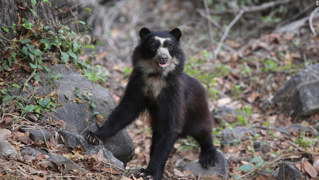 Direct photos of the bears are rare and extremely difficult to acquire, with researchers usually relying on discreet camera traps instead. But through more than a decade of intensive field work, the SBC is helping to showcase the species up close. &lt;em&gt;Credit: SBC&lt;/em&gt;