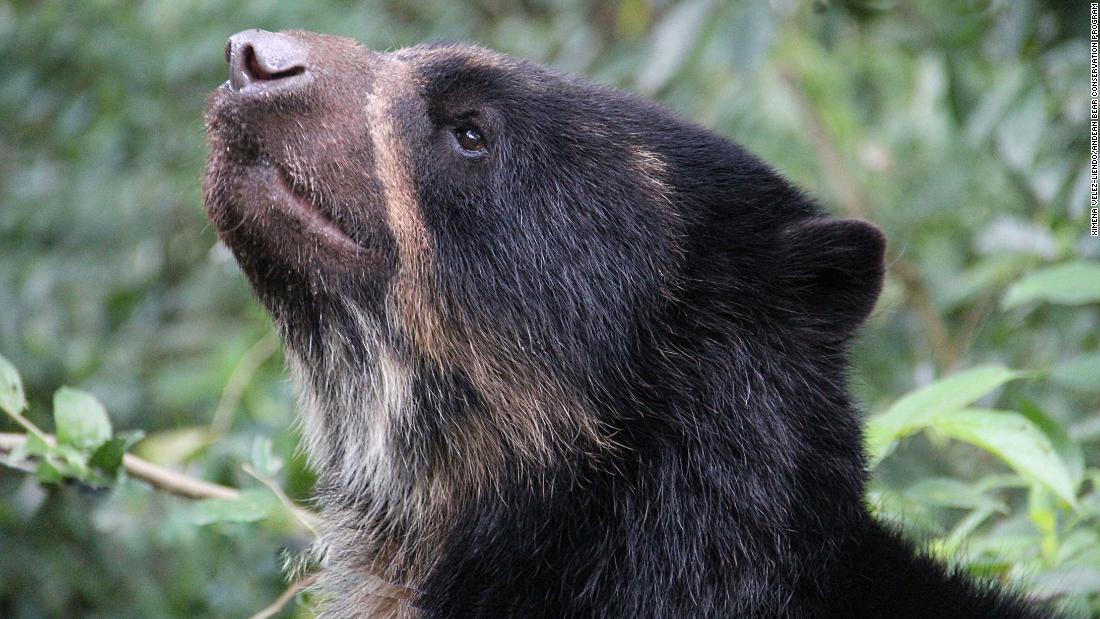 The spectacled bear, the species on which the character Paddington Bear is based, gets its name from the yellowish-white marks around its eyes that can look like a pair of glasses. 