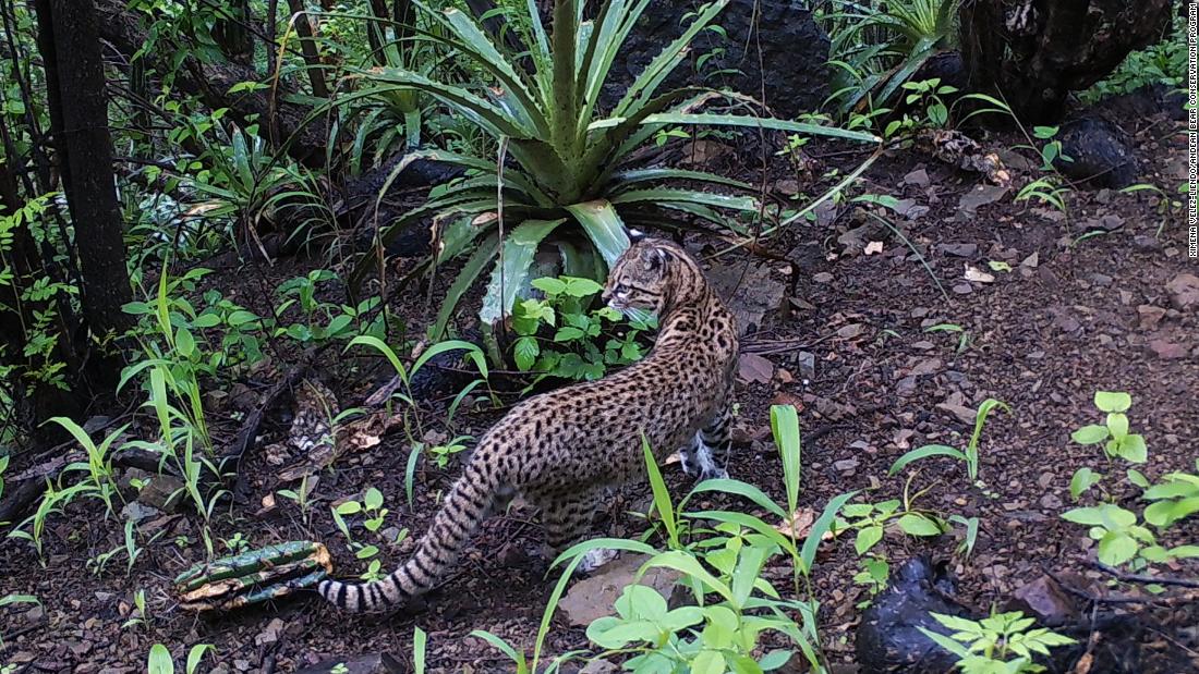 Velez-Liendo says that thanks to the research into bears, scientists now have access to more information on the wider ecosystem. In the project site in Bolivia, photos have been captured of species that had never before been seen in the area, such as a wildcat known as Geoffroy&#39;s leopard (pictured). 