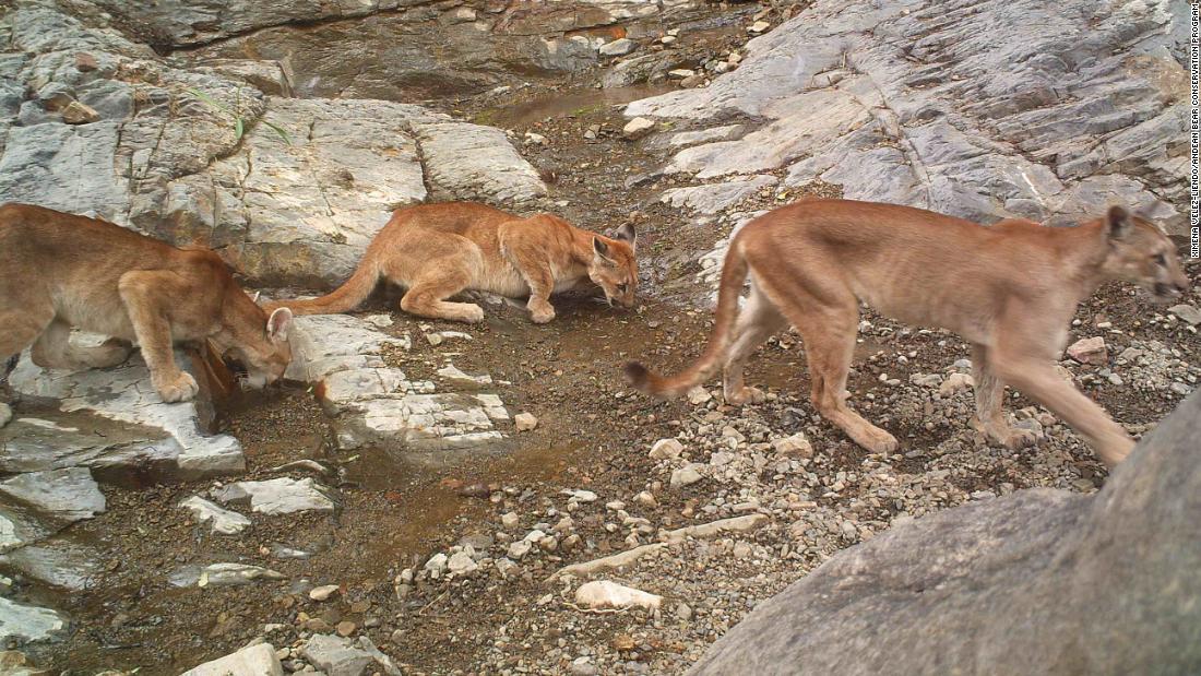 Pumas (pictured), also called mountain lions or cougars, have also been spotted, as has the critically endangered chinchilla rat. &quot;Because of all our efforts to protect just one species, we&#39;re protecting 31 species of mammals, about 50 species of birds, and 20 species of other amphibians,&quot; says Velez-Liendo. 
