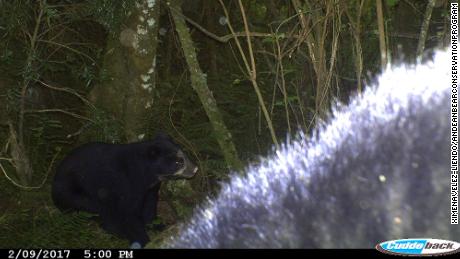 This candid photo of a bear cub, taken by camera trap on 9 February 2017, marked significant progress for Velez-Liendo and her team.