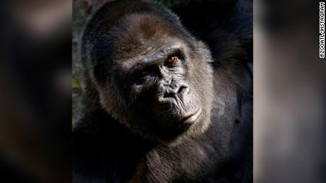 Somba, un gorila de 59 años, fue sacrificado en el zoológico de Atlanta.