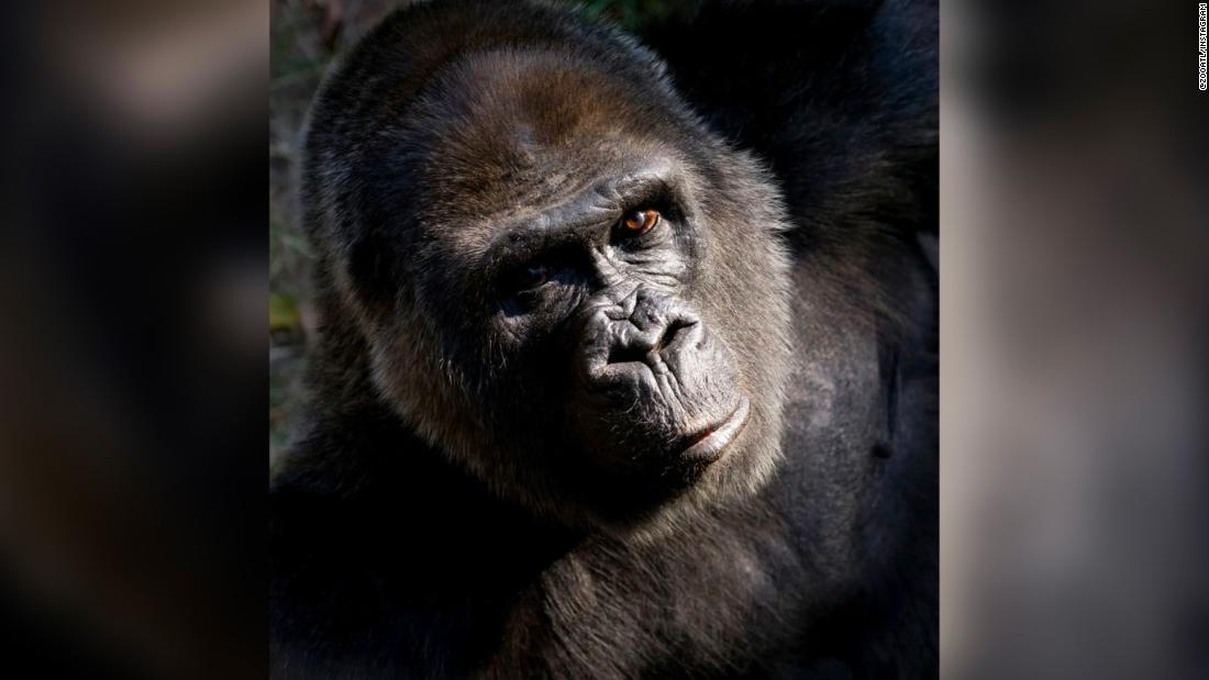 Choomba, 59-year-old gorilla, dies at Atlanta zoo