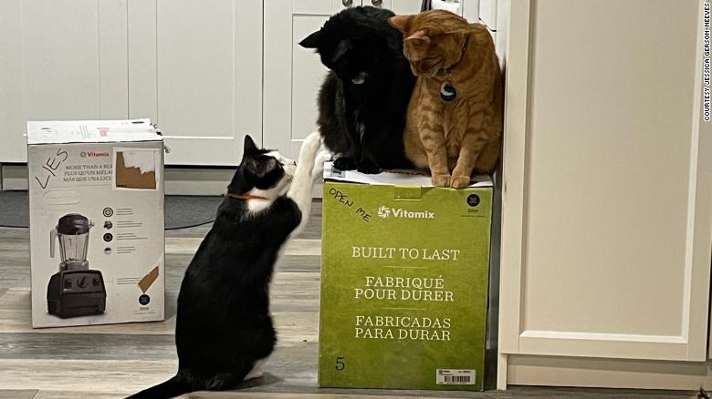 Happy cats or soup? How one couple’s felines took control of their Vitamix