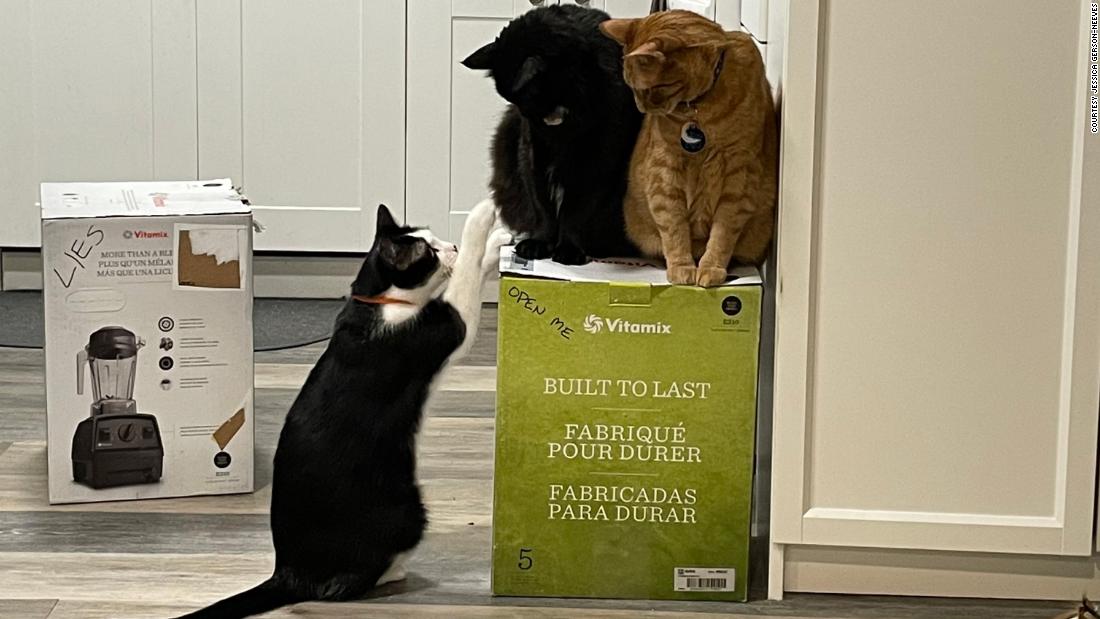 Kucing bahagia atau sup?  Bagaimana kucing satu pasangan terus mengontrol Vitamix mereka