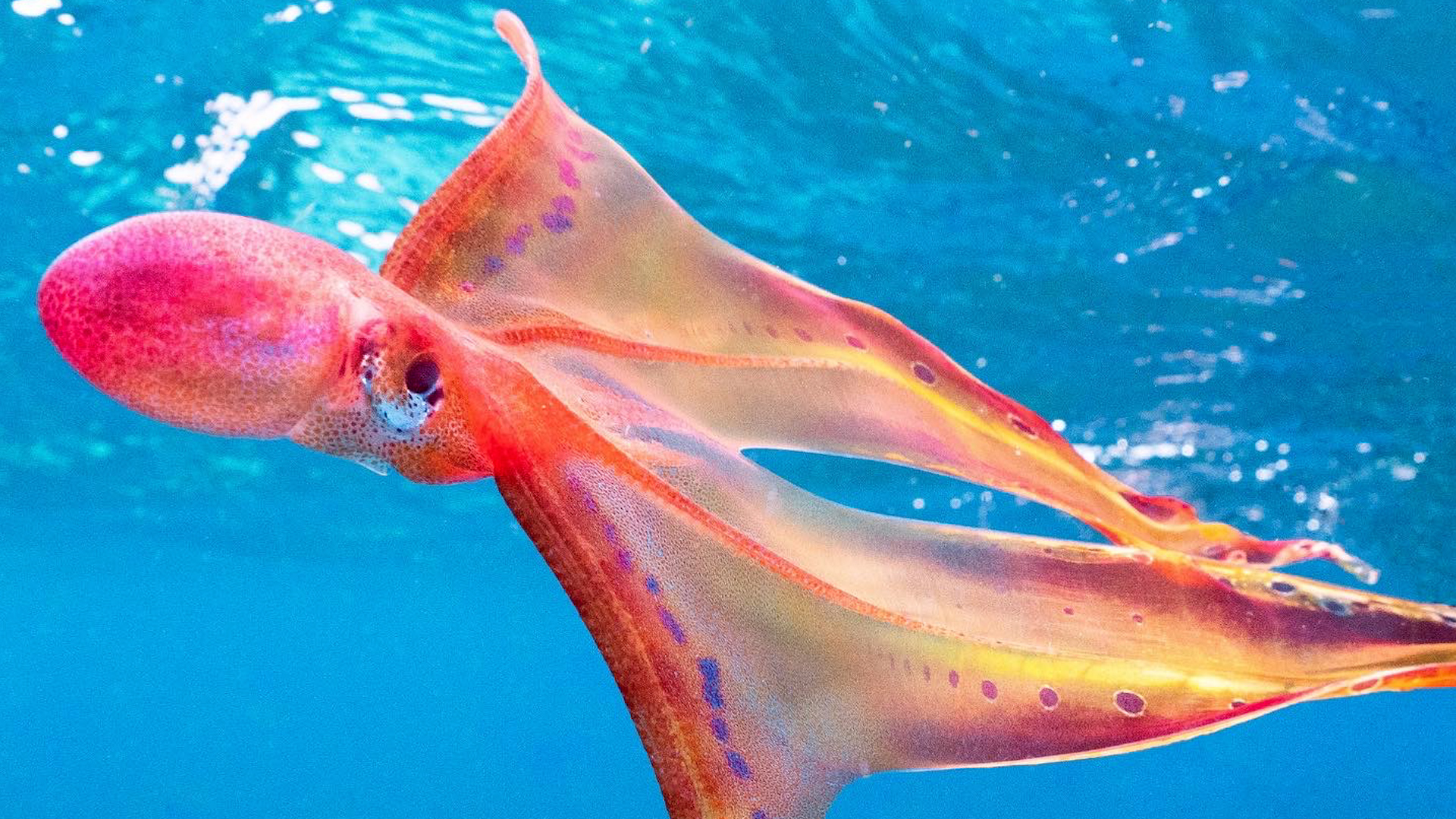 Video: 'Once in a lifetime' rare blanket octopus spotted in Australia - CNN  Video