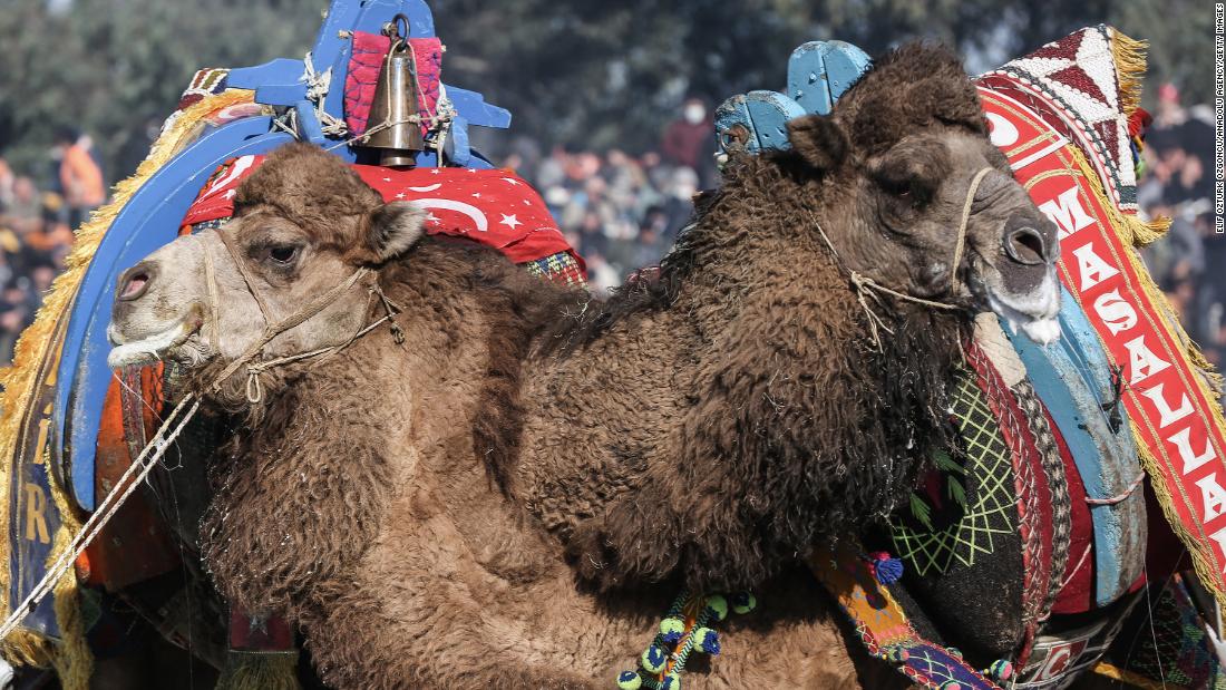 Animal rights activists slam Turkish camel wrestling festival