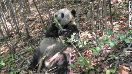 A wild panda named &quot;Happiness&quot; feeds on a bamboo shoot in Foping Nature Reserve, Shaanxi province, China, in 2013. Samples of the panda&#39;s poop were collected for this study. 